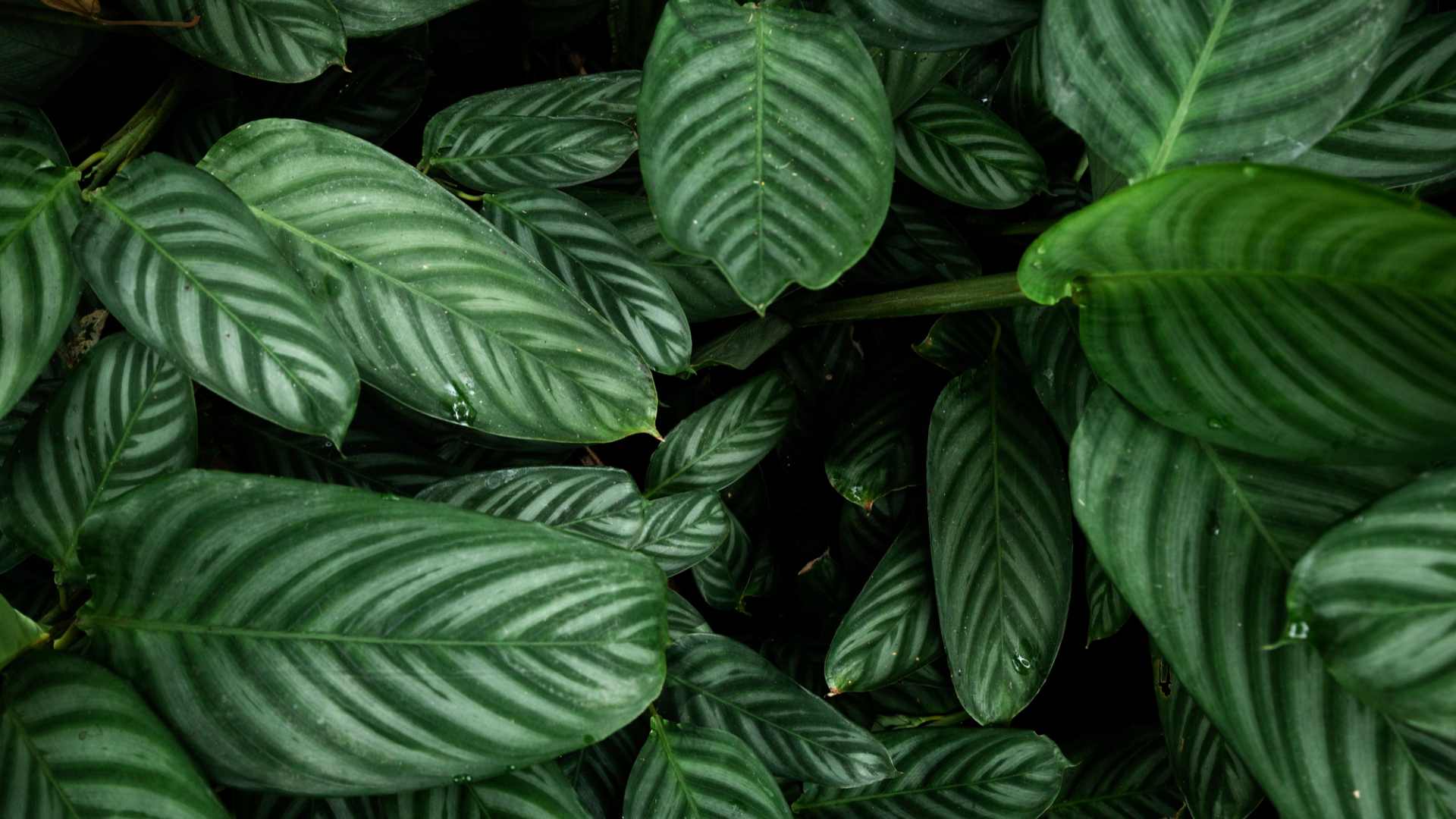 gardeninig